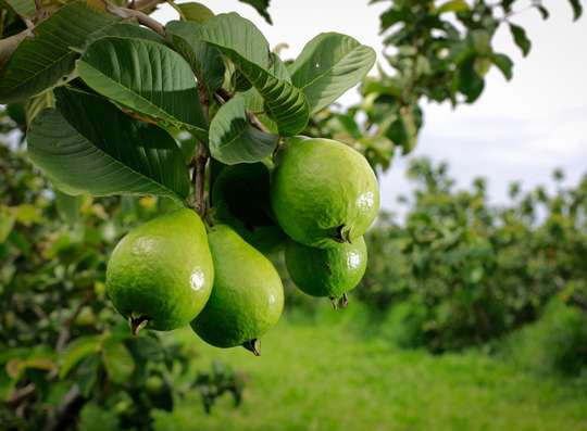 Goiabas verdes penduradas no galho em pomar, imagem do curso técnico em Fruticultura do Senar e-Tec
